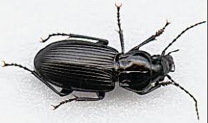 Attēlu rezultāti vaicājumam “Pterostichus melanarius”