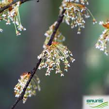 Attēlu rezultāti vaicājumam “Ulmus laevis flower”