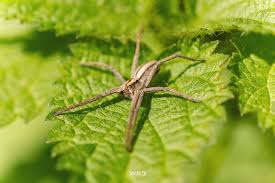 Attēlu rezultāti vaicājumam “Pisaura mirabilis”