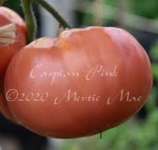 Afbeeldingsresultaat voor caspian pink tomato