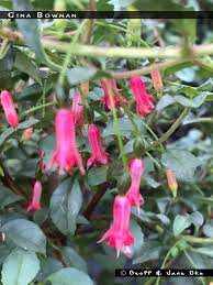 Image result for Leaves Green Bowmen