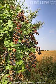 Attēlu rezultāti vaicājumam “Rubus plicatus fruit”