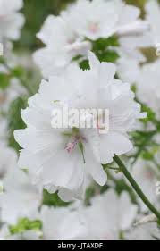 Attēlu rezultāti vaicājumam “Malva moschata alba fruit”