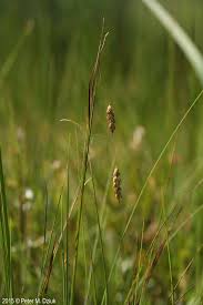 Attēlu rezultāti vaicājumam “Carex limosa fruit”