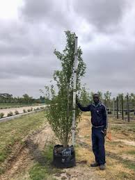 Attēlu rezultāti vaicājumam “Populus simonii”