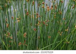 Attēlu rezultāti vaicājumam “Schoenoplectus lacustris subsp. glaucus flower”