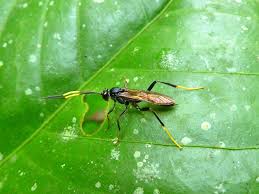 Attēlu rezultāti vaicājumam “Ichneumonidae”