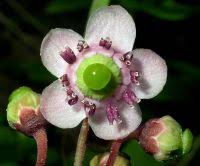 Attēlu rezultāti vaicājumam “Chimaphila umbellata leaf”