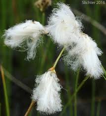 Attēlu rezultāti vaicājumam “Eriophorum gracile”