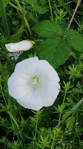 Attēlu rezultāti vaicājumam “Calystegia sepium fruit”