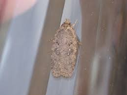 Attēlu rezultāti vaicājumam “Agonopterix ciliella imago”