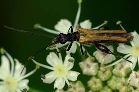 Attēlu rezultāti vaicājumam “Oedemera femorata”