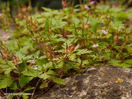 Attēlu rezultāti vaicājumam “Geranium robertianum leaf”