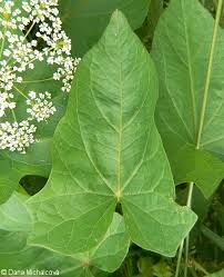 Attēlu rezultāti vaicājumam “Calystegia sepium leaf”