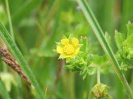 Attēlu rezultāti vaicājumam “Potentilla supina leaf”