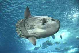 Image result for Mola mola
