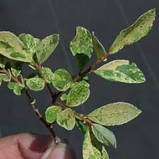 Attēlu rezultāti vaicājumam “Salix cinerea leaf”