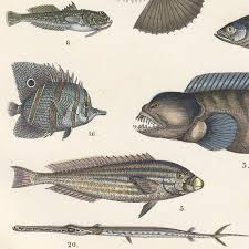 Image result for Pagellus bogaraveo