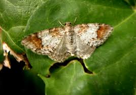 Attēlu rezultāti vaicājumam “Venusia blomeri”