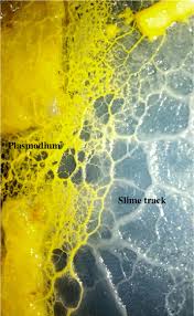 Attēlu rezultāti vaicājumam “Physarum flavicomum”