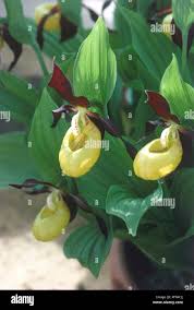 Attēlu rezultāti vaicājumam “Cypripedium calceolus leaf”