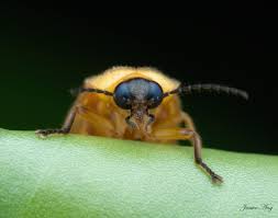 Attēlu rezultāti vaicājumam “Lampyridae”