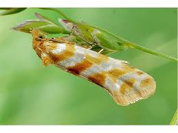 Attēlu rezultāti vaicājumam “Aethes margaritana”