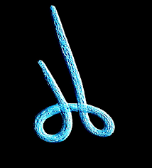 Attēlu rezultāti vaicājumam “Trichia longipalpis”