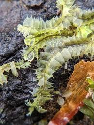 Attēlu rezultāti vaicājumam “Lophocolea coadunata”