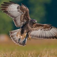 Attēlu rezultāti vaicājumam “Buteo buteo”