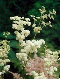 Attēlu rezultāti vaicājumam “Filipendula ulmaria  flower”