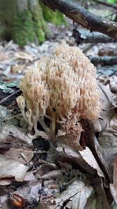 Attēlu rezultāti vaicājumam “Comatricha pulchella macro”