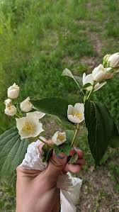 Attēlu rezultāti vaicājumam “Philadelphus coronarius”