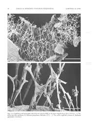 Attēlu rezultāti vaicājumam “Physarum pezizoideum spores”