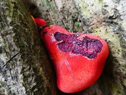 Attēlu rezultāti vaicājumam “Fistulina hepatica”