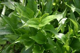 Attēlu rezultāti vaicājumam “Echinacea purpurea leaf”