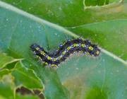 Attēlu rezultāti vaicājumam “Callimorpha dominula larva”