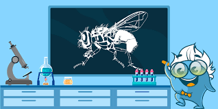 Attēlu rezultāti vaicājumam “Drosophila melanogaster”