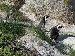 Image result for Spheniscus demersus