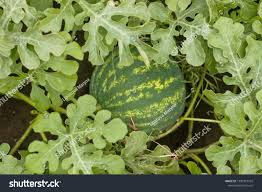 Attēlu rezultāti vaicājumam “Citrullus lanatus leaf”
