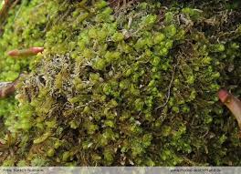 Attēlu rezultāti vaicājumam “Lophozia laxa”