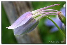 Attēlu rezultāti vaicājumam “Aquilegia vulgaris bud”