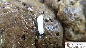 Image result for cestoda excrement dog