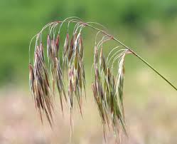 Attēlu rezultāti vaicājumam “Anisantha tectorum”