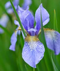 Attēlu rezultāti vaicājumam “Iris sibirica”