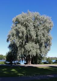 Attēlu rezultāti vaicājumam “Salix alba var. alba”