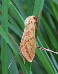 Attēlu rezultāti vaicājumam “Hepialus humuli female”