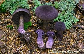 Attēlu rezultāti vaicājumam “Cortinarius violaceus”