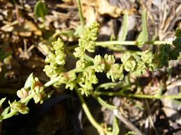 Image result for Beta vulgaris