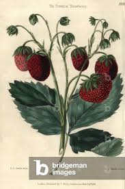 Attēlu rezultāti vaicājumam “Fragaria x ananassa fruit”